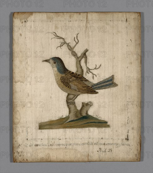 Picture of a Bird, France, 18th century.