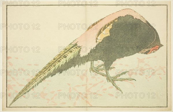 Male Pheasant, from The Picture Book of Realistic Paintings of Hokusai (Hokusai shashin gafu), Japan, c. 1814.