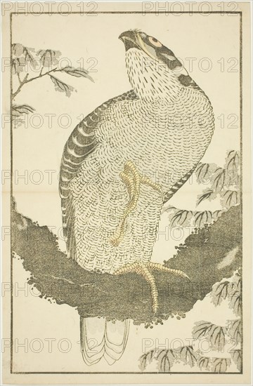 Hawk, from The Picture Book of Realistic Paintings of Hokusai (Hokusai shashin gafu), Japan, c. 1814.