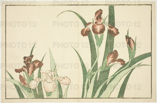 Iris, from The Picture Book of Realistic Paintings of Hokusai (Hokusai shashin gafu), Japan, c. 1814.