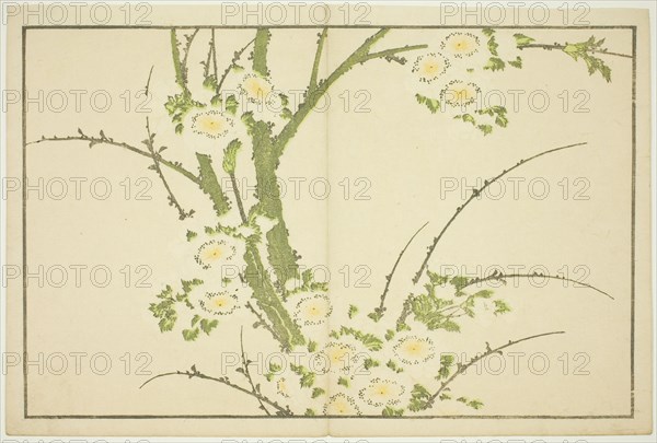 Flowers, from The Picture Book of Realistic Paintings of Hokusai (Hokusai shashin gafu), Japan, c. 1814.