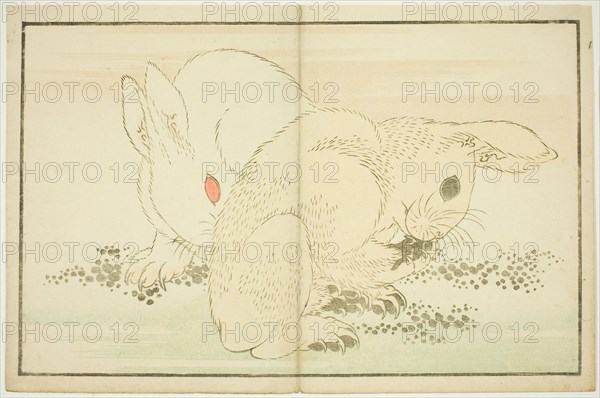 Two Rabbits, from The Picture Book of Realistic Paintings of Hokusai (Hokusai shashin gafu), Japan, c. 1814.