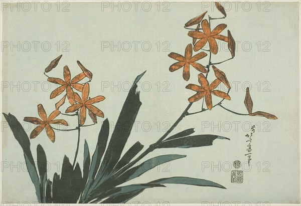 Orange Orchids, from an untitled series of flowers, Japan, c. 1832.