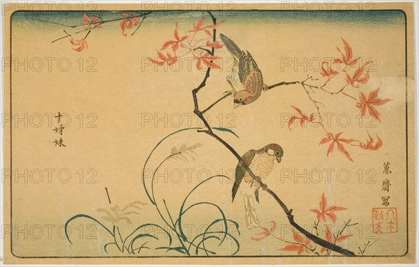 Society Finches (Jushimatsu), Japan, 1790s.