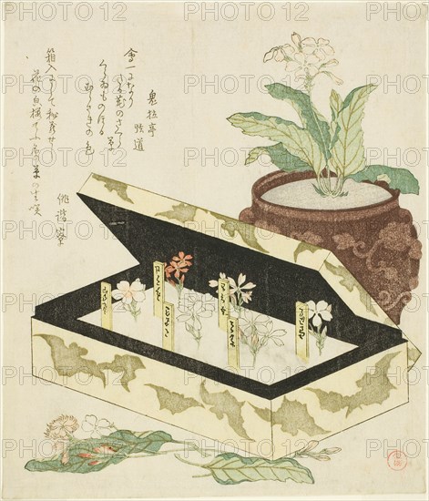 Primroses, Japan, c. 1810s.