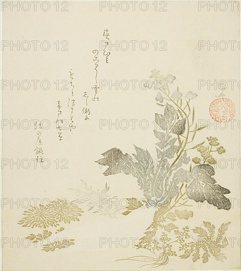 A Giant Radish (daikon), Chrysanthemums and Ferns, About 1820.