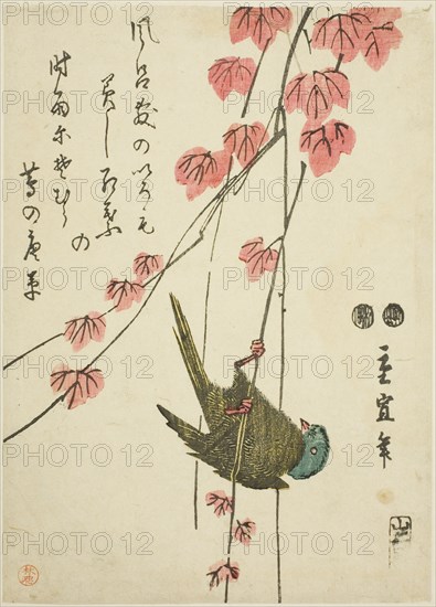 Small bird and ivy, c. 1843/47.