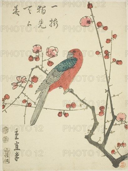 Parrot on plum branch, c. 1848/52.