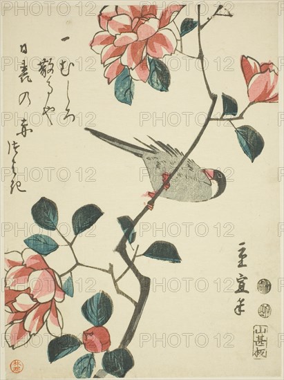 Sparrow on camellia branch, c. 1847/52.