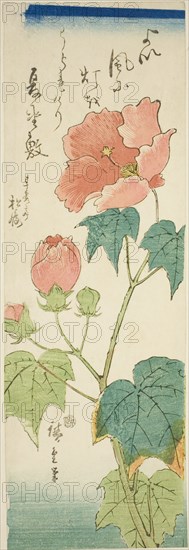 Hibiscus, c. 1843/47.
