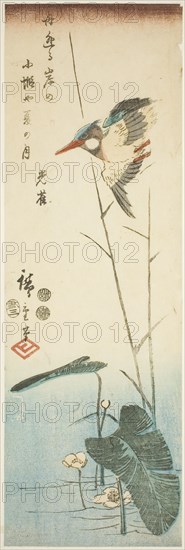 Kingfisher above a Yellow-flowered Water Plant, 1853, third month.