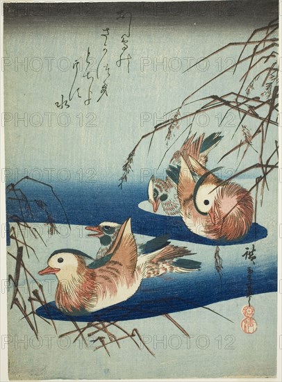 Mandarin ducks, n.d.