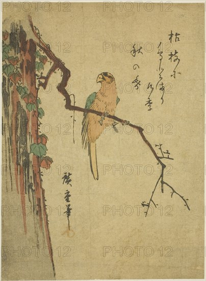 Macaw on ivy-covered tree, 1830s.