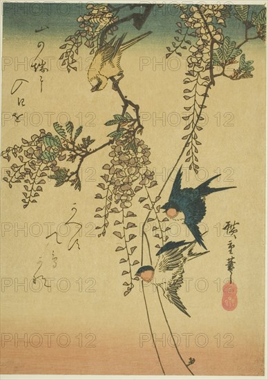 Swallow, yellow bird, and wisteria, 1830s-1840s.