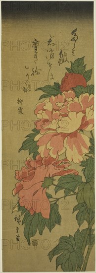 Peonies, c. 1843/47.