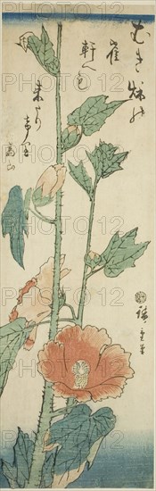 Hibiscus, c. 1843/47.