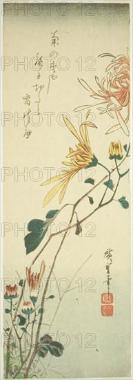 Chrysanthemums, c. 1840.
