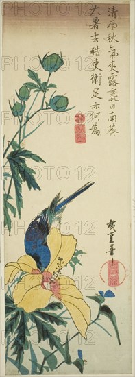 Blue bird and hibiscus, 1830s.