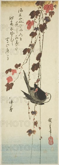 White-headed bird and ivy, mid-1830s.