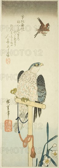 Falcon, sparrow, and narcissus, 1830s.