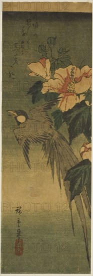 Long-tailed bird and hibiscus, 1830s-1840s.