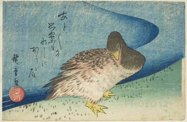 Goose on riverbank, c. 1833/34.