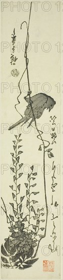 Canary and wisteria, mid-1840s.