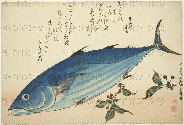 Bonito and saxifrage, from an untitled series of fish, c. 1832/33.