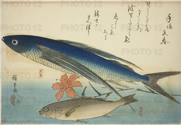 Flying fish and Ichimochi, from an untitled series of fish, c. 1840/42.