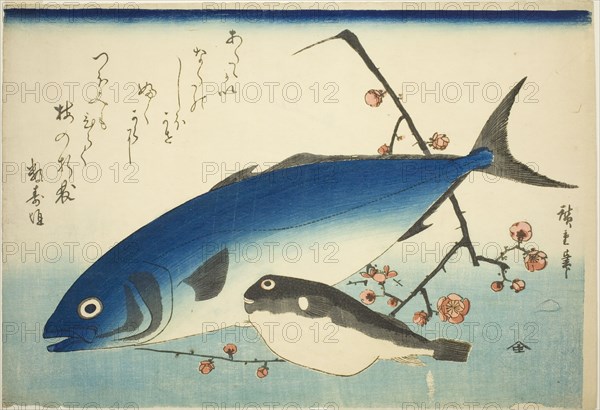 Yellowtail, blowfish, and plum branch, c. 1840/42.