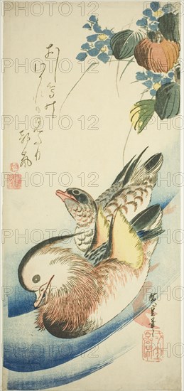 Mandarin ducks, 1830s.