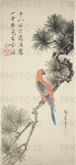 Macaw on a pine branch, c. 1835.