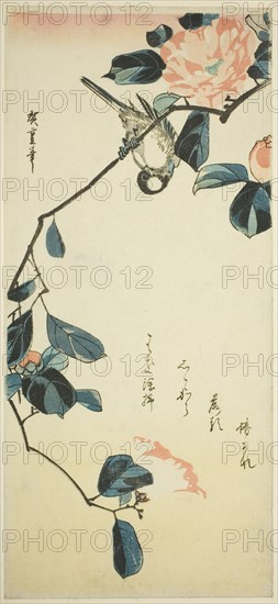 Bullfinch on camellia branch, early 1830s.