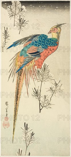 A Golden Pheasant Perched on a Steep Snowy Hillside amid Small Pine Saplings, c. 1833.