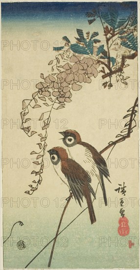 Sparrows and wisteria, n.d.