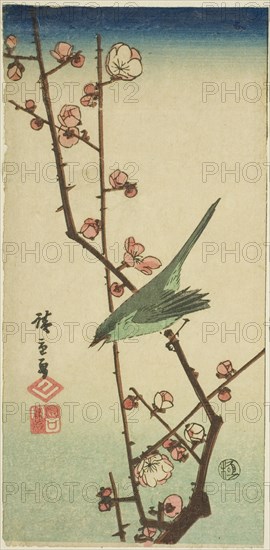 Warbler on plum branch, n.d.