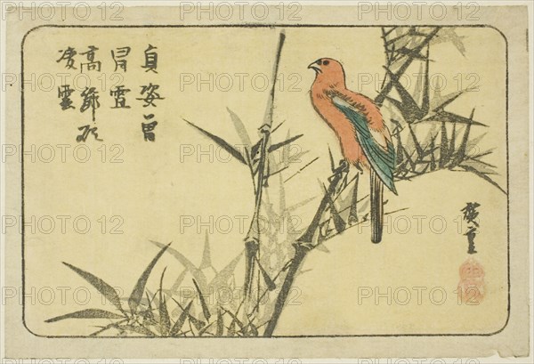 Macaw and bamboo, n.d.