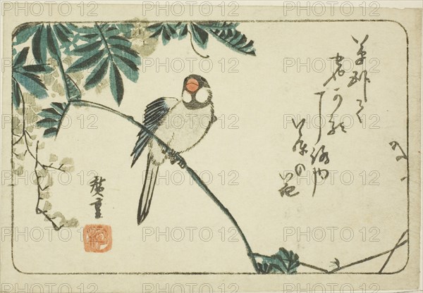 Sparrow and wisteria, n.d.