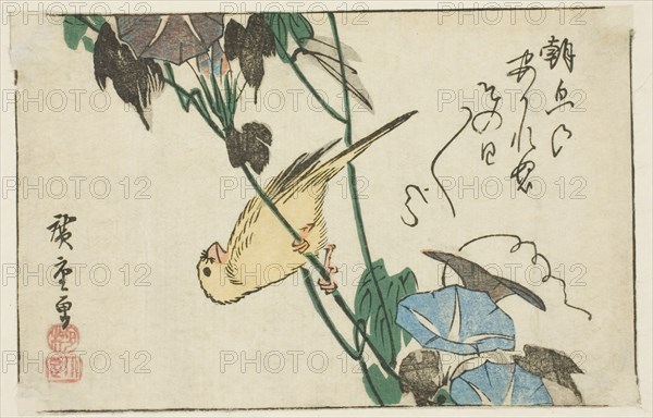 Canary and morning glories, n.d.