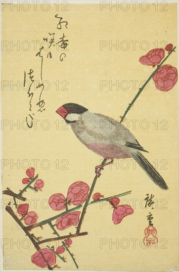 Java sparrow on plum branch, 1830s.