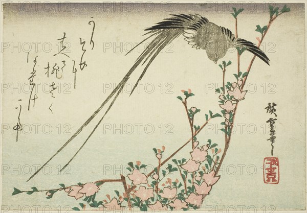 Long-tailed bird and peach blossoms, 1830s.
