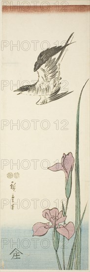 Cuckoo and iris, c. 1847/52.