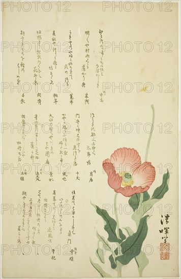 Two Poppies, c. early 1820s.