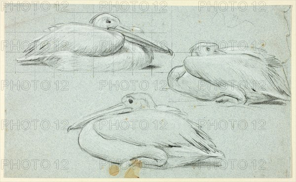 Three Sketches of Pelicans, n.d.