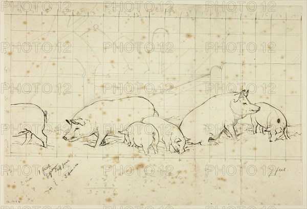 Pigs, n.d.