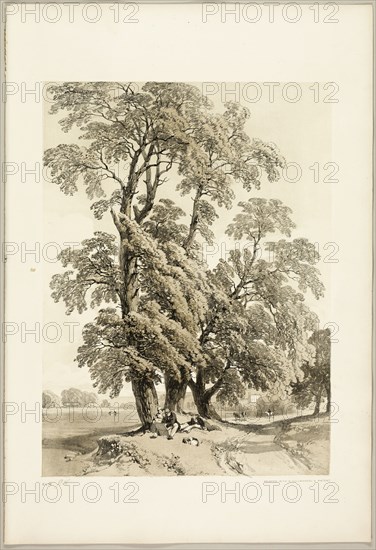 Elm, from The Park and the Forest, 1841.