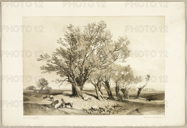 Pollard Willow, from The Park and the Forest, 1841.