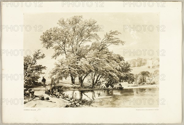 Common Willow, from The Park and the Forest, 1841.
