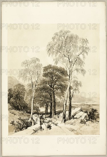 Birch and Oak, from The Park and the Forest, 1841.