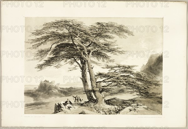 Cedars of Lebanon, from The Park and the Forest, 1841.